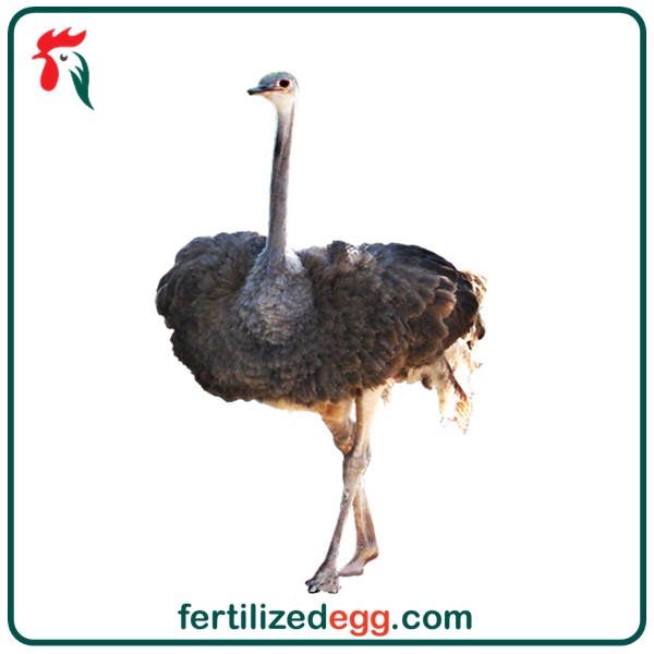 تخم نطفه دار شترمرغ گردن آبی 